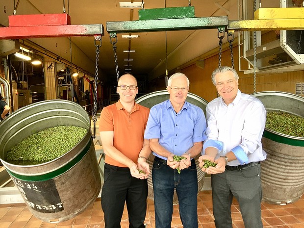 Beginn der Weinlese 2019