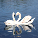 Schwäne auf dem Rhein