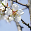 Kirschblüte